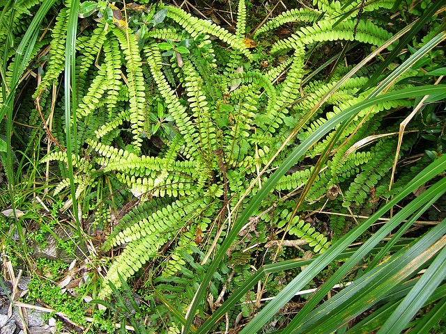 Blechnum fluviatile