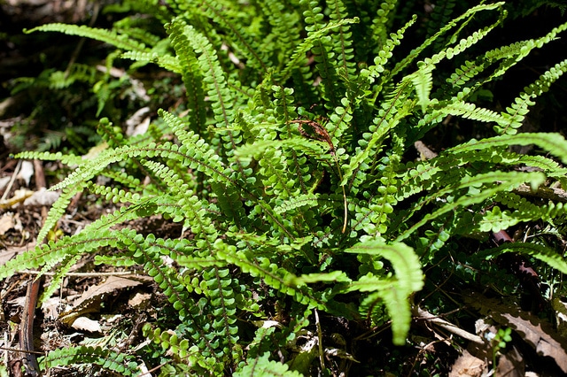 Blechnum fluviatile