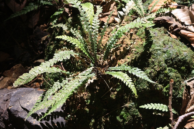 Blechnum fluviatile (Blechnum fluviatile)