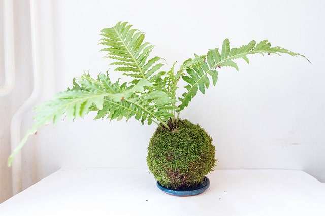Fougère blechnum