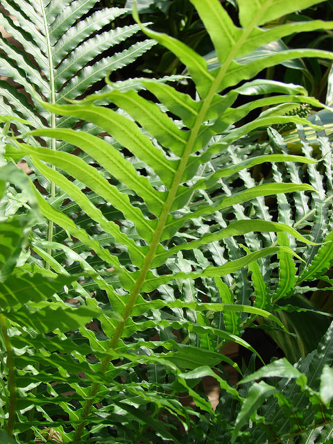 Fougère blechnum