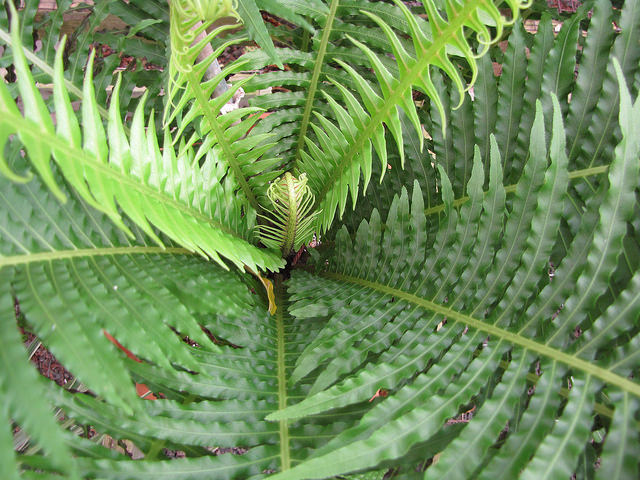 Fougère blechnum
