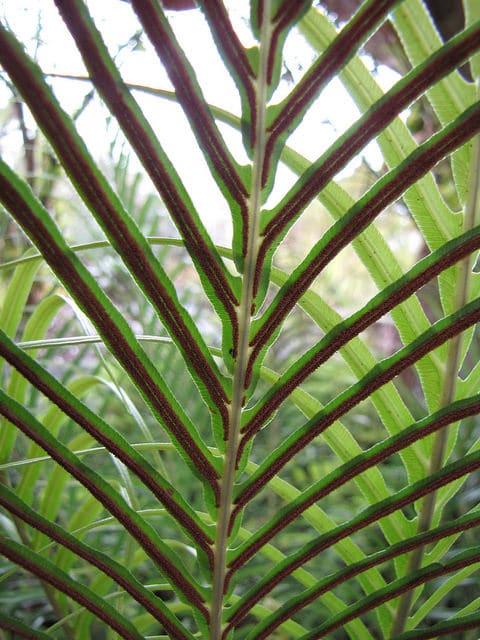 Fougère blechnum