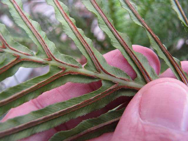 Fougère blechnum