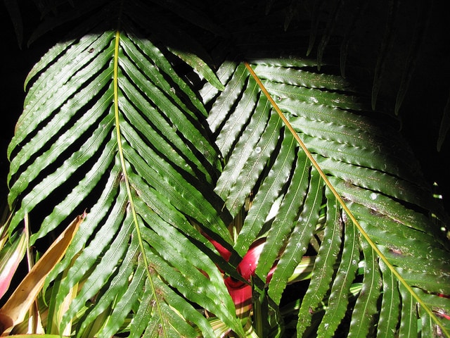 Fougère blechnum (Blechnum gibbum)
