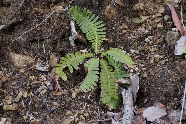 Blechnum nipponicum