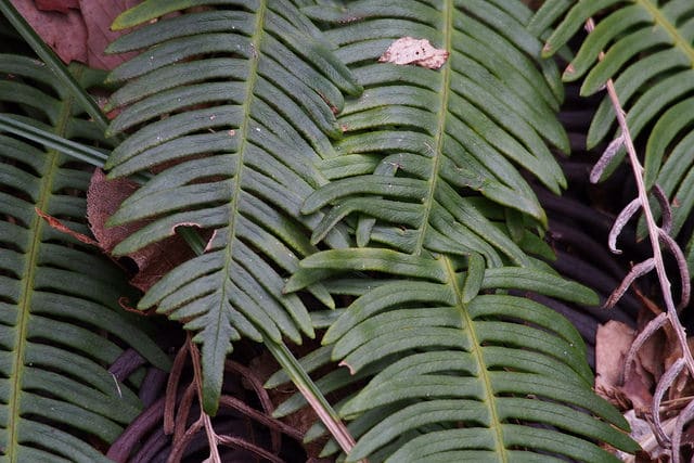 Blechnum nipponicum