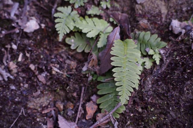 Blechnum nipponicum