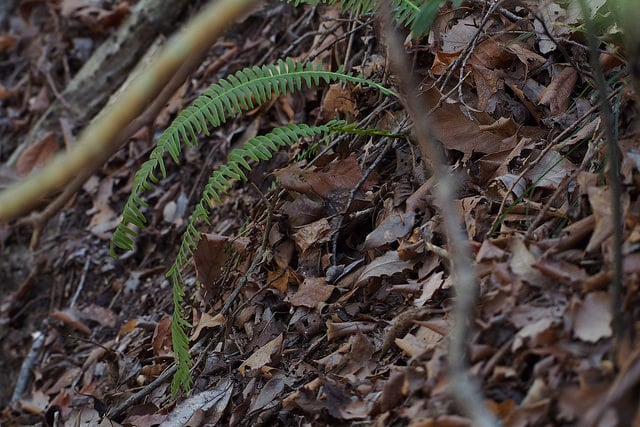 Blechnum nipponicum