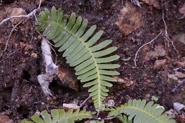 Blechnum nipponicum
