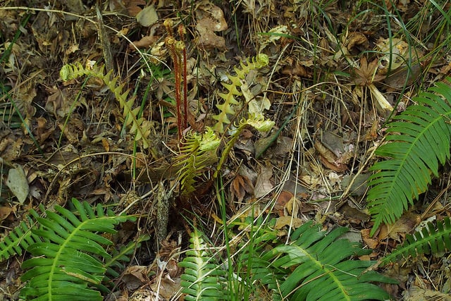 Blechnum nipponicum