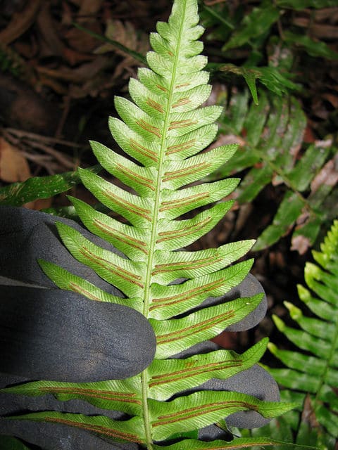 Blechnum occidentale