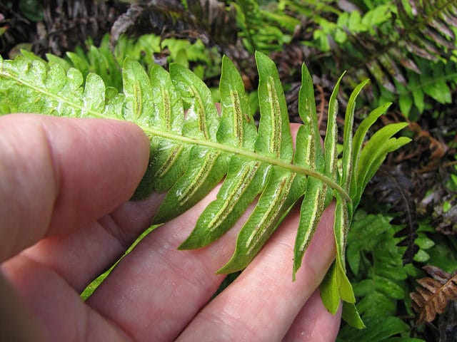 Blechnum occidentale