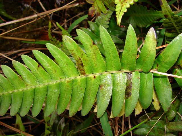 Blechnum occidentale