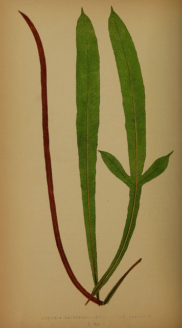 Blechnum patersonii