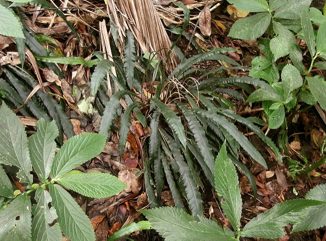 Blechnum patersonii (Blechnum patersonii)