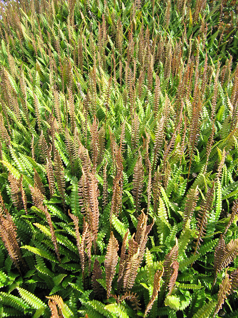 Blechnum penna-marina (Blechnum penna-marina)