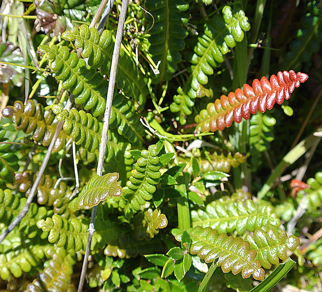 Blechnum penna-marina