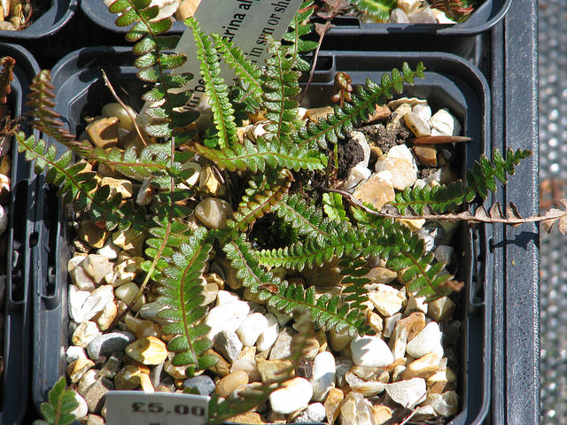 Blechnum penna-marina