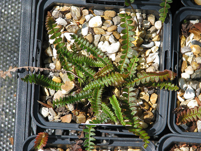 Blechnum penna-marina