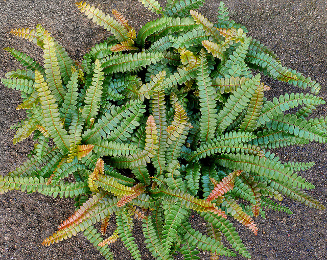 Blechnum penna-marina