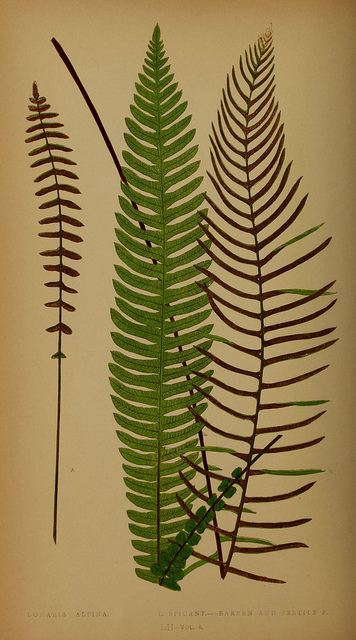 Blechnum penna-marina