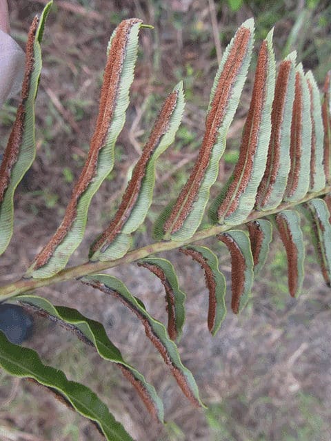 Blechnum serrulatum (Blechnum serrulatum)