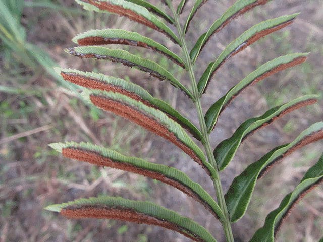 Blechnum serrulatum