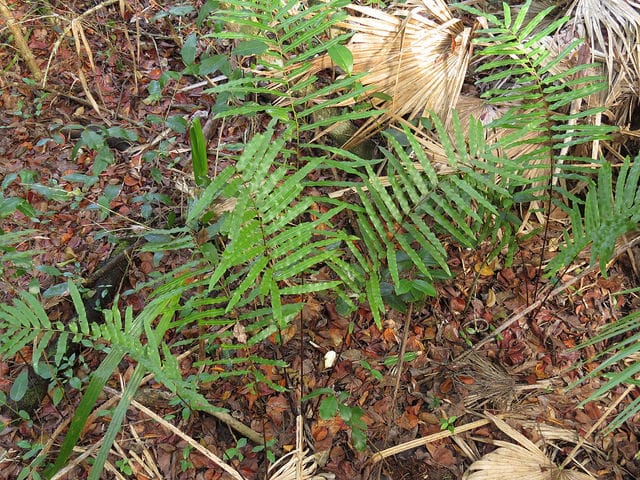 Blechnum serrulatum