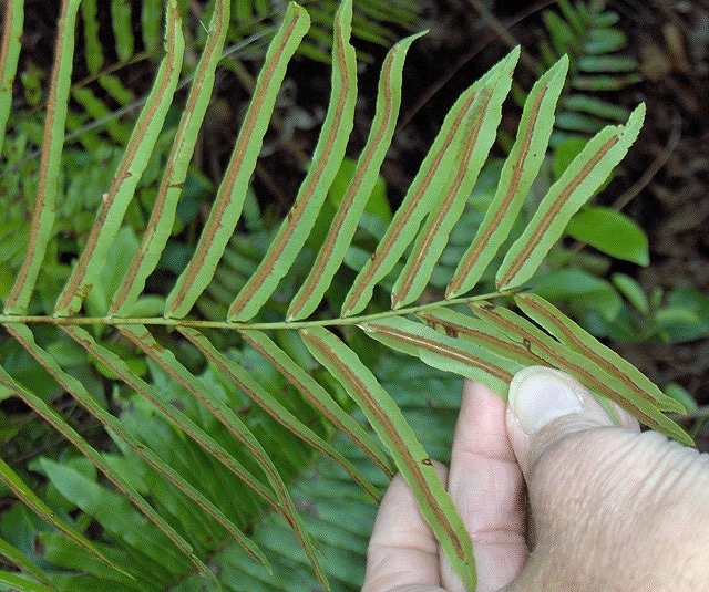 Blechnum serrulatum