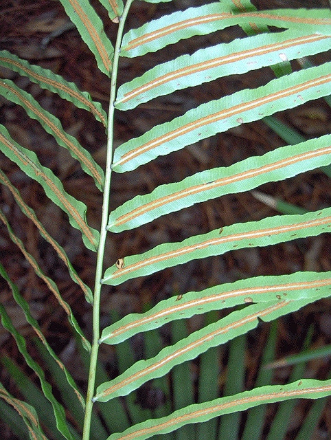 Blechnum serrulatum