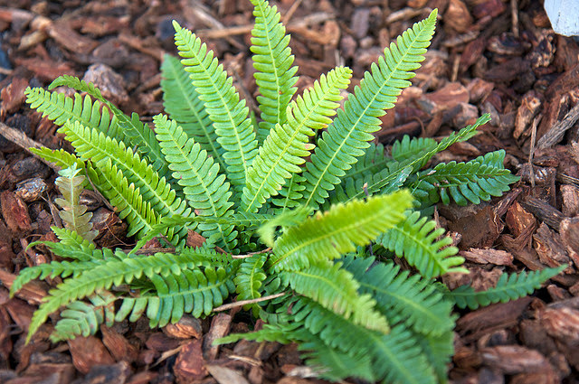 Struthiopteris spicant (Blechnum spicant)