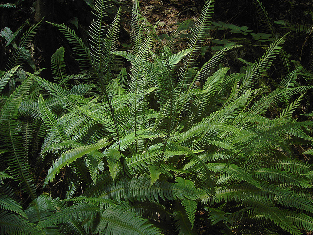Struthiopteris spicant