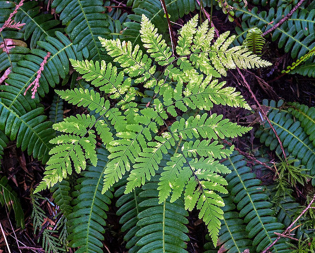 Struthiopteris spicant