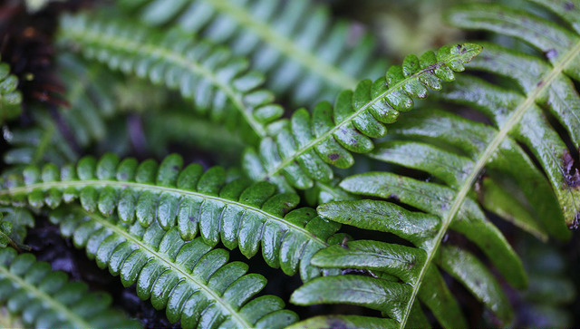Struthiopteris spicant