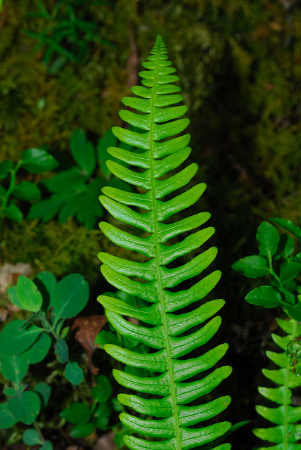 Struthiopteris spicant