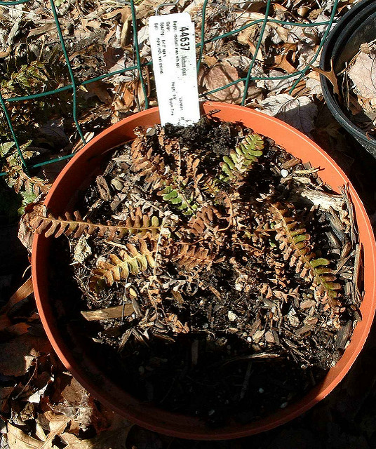 Struthiopteris spicant