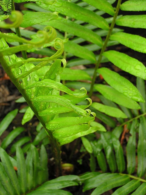Fausse osmonde (Blechnum tabulare)