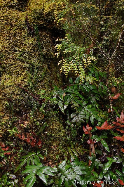 Blechnum wattsii (Blechnum wattsii)