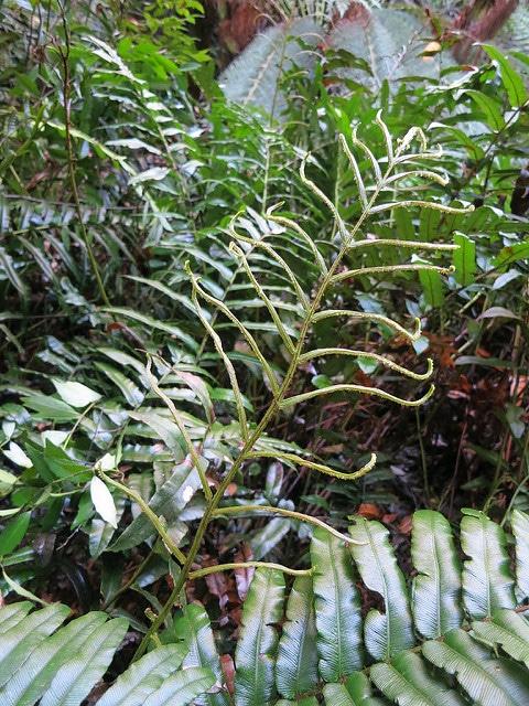 Blechnum wattsii