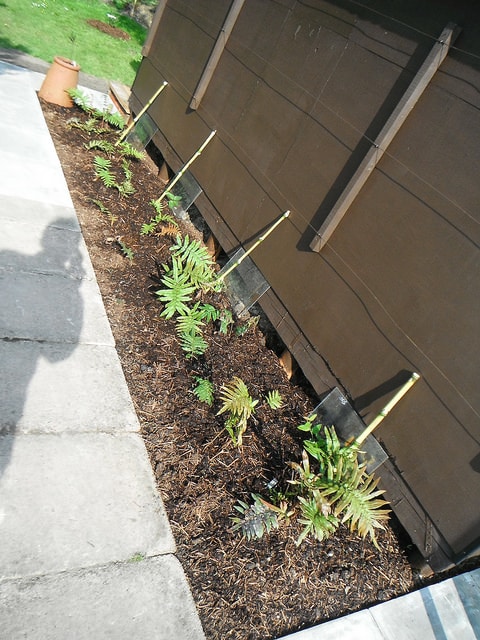 Blechnum wattsii