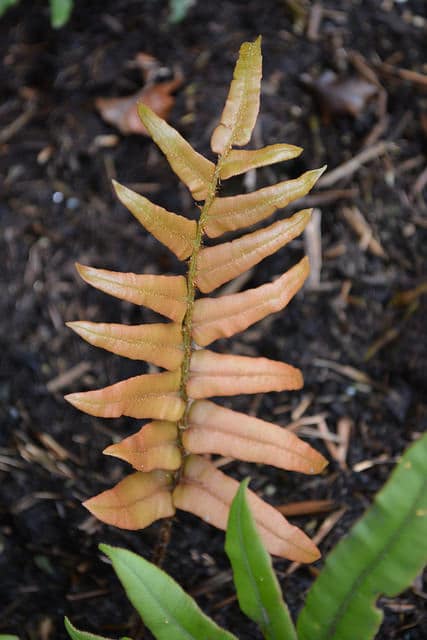 Blechnum wattsii
