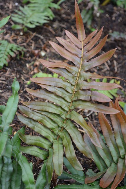 Blechnum wattsii