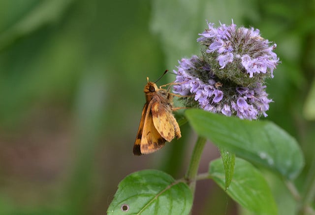 Blephilia ciliata (Blephilia ciliata)