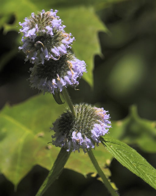 Blephilia ciliata
