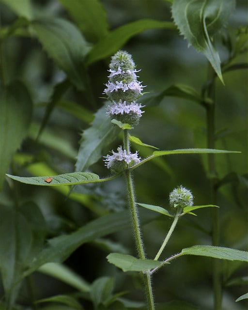 Blephilia ciliata