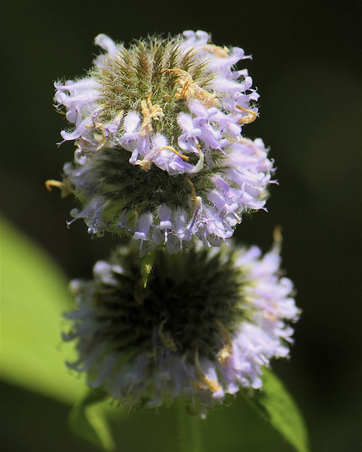 Blephilia ciliata