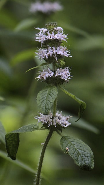 Blephilia ciliata