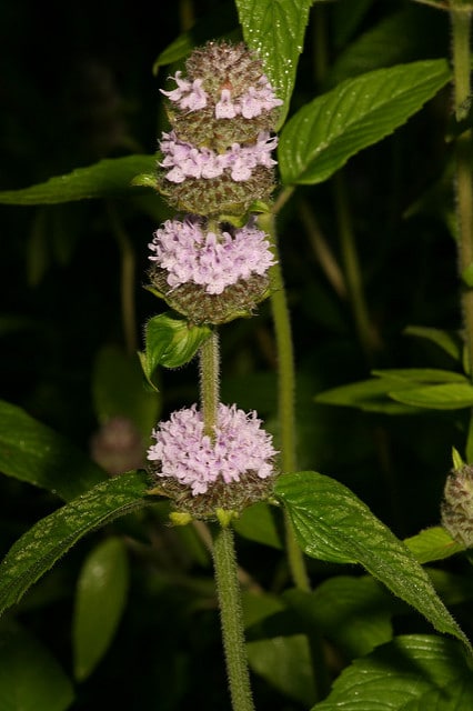 Blephilia ciliata