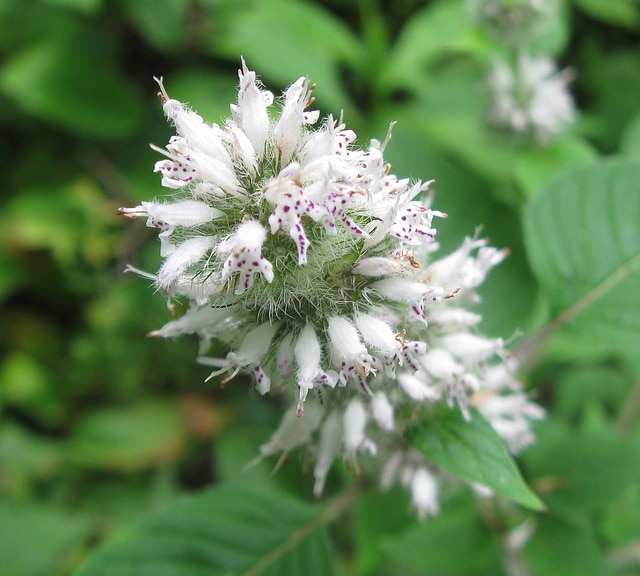 Blephilia hirsuta